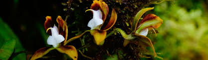 Toll free central reservations (us & canada. Monographs Unlocking The Potential Of The Plant Kingdom Kew