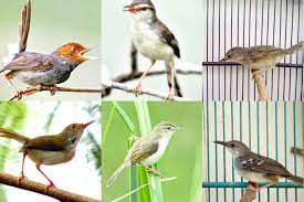 Check spelling or type a new query. 11 Jenis Burung Prenjak Paling Bagus Dipelihara Gambar