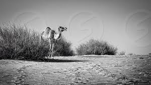 Black and white camels you will get on the site are equipped with shelf life ranging from 12 months to 24 months and have a very low brix content, which is another word for. Camel Dessert Sands Animal Wildlife Gazing Black And White Bw Landscape By Ashraf Kamal Photo Stock Snapwire