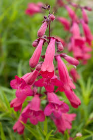 Penstemon Garnet Plants Flowers Red Flowers