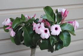 Image result for Adenium boehmianum