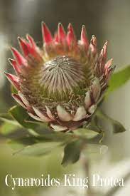 Resendiz Brothers Protea Growers Types Of Flowers Protea King Protea