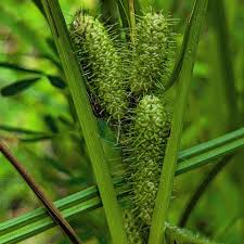 Image result for Carex brassii