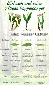 Bärlauch kann im april und mai geerntet werden, mancherorts zeigen sich die. Zeit Fur Barlauch