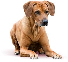 Image result for rhodéský ridgeback
