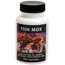 Thomas Labs Fish Mox Amoxicillin Antibacterial Fish Antibiotic Medication 100 Count 250 Mg Ea Walmart Com Fish Antibiotics Food Animals Pet Health