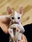 Cornish Rex Rescue ― ADOPTIONS