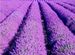 Essaysanddissertationshelp.com is a legal online writing service established in the year 2000 by a group of master and ph.d. Lavender Hedging Buy Lavender Hedge Plants Hopes Grove Nurseries