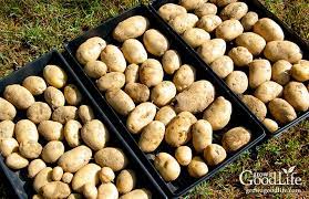 When you purchase sweet potatoes at the grocery store or dig up a few from your garden, you want to get your money's worth out of them. 5 Steps To Storing Potatoes For Winter