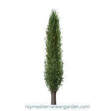 Image result for Cupressus sempervirens
