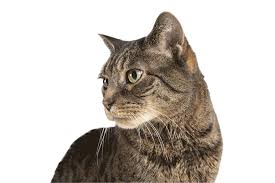 Check spelling or type a new query. P V Village Pet Hospital