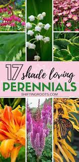 17 Perennial Flowers That Love Shade Shifting Roots Shade Flowers Perennial Shade Garden Plants Shade Perennials