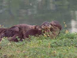 2020 Comedy Wildlife Photography Award Finalists Comedy Wildlife Photography Wildlife Photography Photography Awards