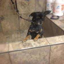 We would like to show you a description here but the site won't allow us. Top 10 Best Self Dog Wash In Vancouver Bc Last Updated July 2021 Yelp