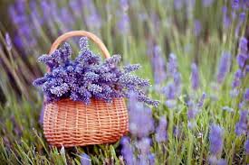 Its need for good drainage makes it an excellent choice for growing in containers filled with good potting soil. How To Grow Lavender In Every Climate Gardener S Path