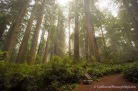 Maybe you would like to learn more about one of these? Lady Bird Johnson Grove In Redwoods National Park California Through My Lens