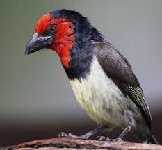 Finch Very Small Birds Of South Africa Black Collared Barbet Barbets Birds Animals Garden Birds South Africa Africa Wildlife Birding Birds South African Birds World Birds Beautiful Birds