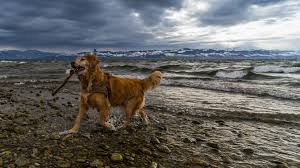 Schauen sie sich 453.327 bewertungen und 57.295 authentische fotos von restaurants in der nähe von gärten der welt berlin hotelurlaub mit hund. Die Besten Tipps Fur Den Urlaub Mit Hund Am Bodensee