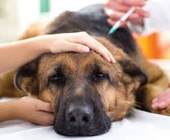 Grooming your dog is a great chance to become familiar with what's normal for its body. Canine Lymphoma Bluepearl Pet Hospital