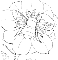 Bees Coloring Pages And Printable Activities You could also print the picture by clicking the print button above the image. bees coloring pages and printable