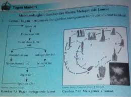 Terima kasih sudah berkunjung dan semoga bermanfaat. Tolong Di Jawab Secepat Nya Brainly Co Id