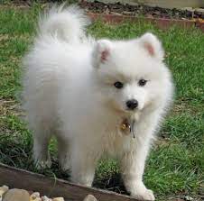 Yuki The Japanese Spitz Japanese Spitz Puppy Japanese Spitz Japanese Spitz Dog