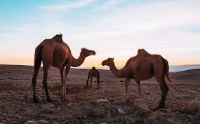 Faisal says that a camel's price starts from about $55,000 (£40,000) but thoroughbreds can go for a lot more. Do Camels Really Store Water In Their Humps