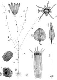 Image result for Schwenckia