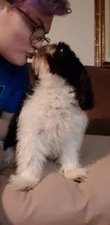 Billy snuggling into me after I arrived back from a work trip.