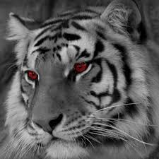Macan putih ing alam langka banget lan didaftar ing red book. Aktivasi Khodam Macan Putih Menggambar Harimau Harimau Putih Kucing Besar