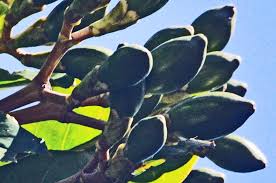 Image result for Anthocleista grandiflora