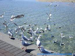 澳洲悉尼 the entrance恩垂斯central coast australia 一 沙鸥翔集 travel with kids animals australia