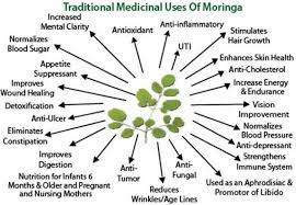 Moringa Oleifera Moringa Benefits How To Increase Energy Coconut Health Benefits