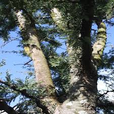 Image result for Acacia gerrardii