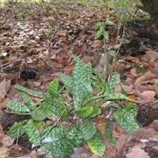 Image result for Oeceoclades saundersiana