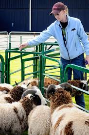 Making sheep work easier