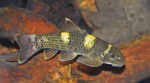 Panda Garra G Flavatra Tropical Freshwater Fish Aquarium Fish Garra