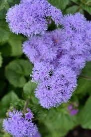 Image result for Ageratum conyzoides