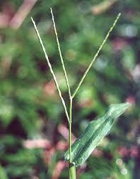 Image result for Axonopus