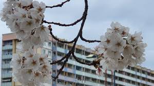 Selbstverständlich finden sie bei ländleanzeiger.at nicht nur den geeigneten wohnraum für sich, sondern sie können auch selbst angebote zur vermietung inserieren. Afd Antrag Asylbewerber Sollen Sich Auch Wohnungen In Teureren Stadtteilen Nehmen Durfen Du Bist Halle