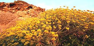 Piante gialle macchia mediterranea : Elicrisio Macchia Mediterranea Sardegna Profumo Anice Liquirizia Sardegna Macchia Piante