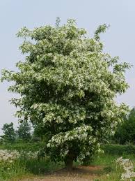 Image result for Chionanthus