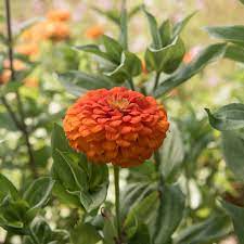 Pin On Jardin De Fleurs