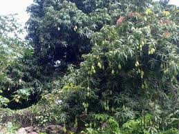 صور من بلادي اليمن المحويت Plants