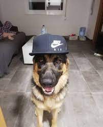 Pin On German Shepherd Dressed Up Part 4