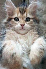 Maine coon kittens and cats have become increasingly popular in recent years, especially in the united states where the maine coon cat breed was voted in the top 3 cat breeds to own. Pin By Elizabeth Matuszak On Kotki Cute Cats Cats Cute Cat Gif