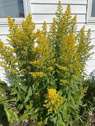 Image result for Solidago