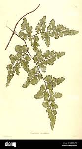Image result for Lygodium microphyllum