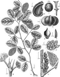 Image result for Erythrococca polyandra