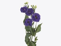 Image result for eustoma Balboa
